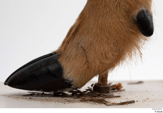 European roe deer foot hoof 0009.jpg